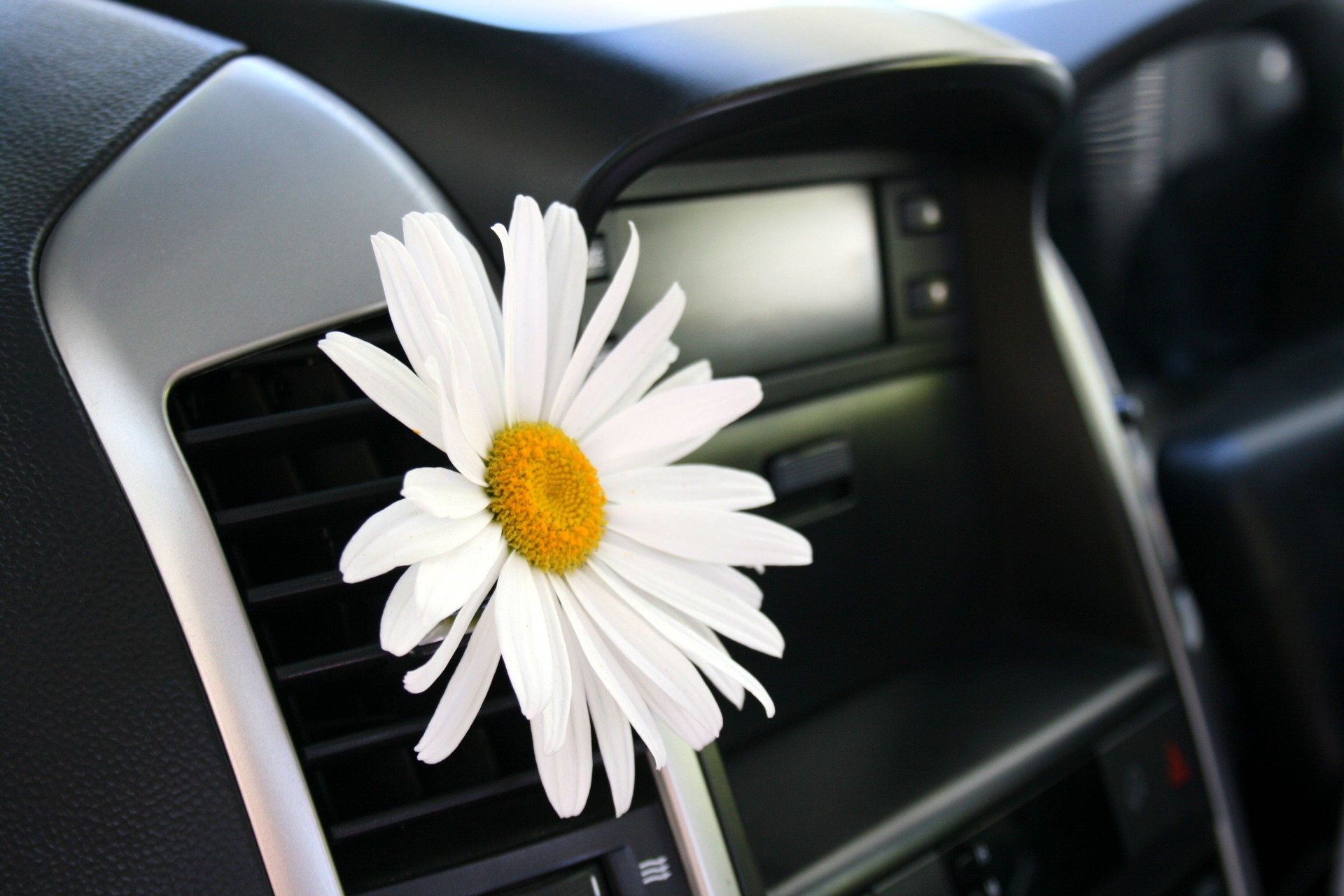 Daisy in car air vent