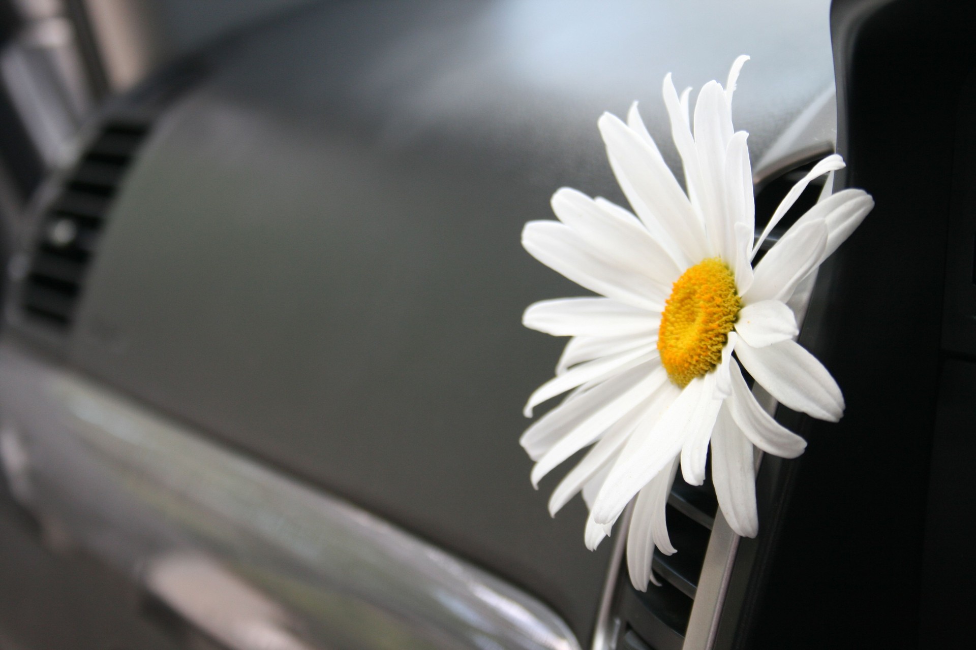 Daisy in car air vent